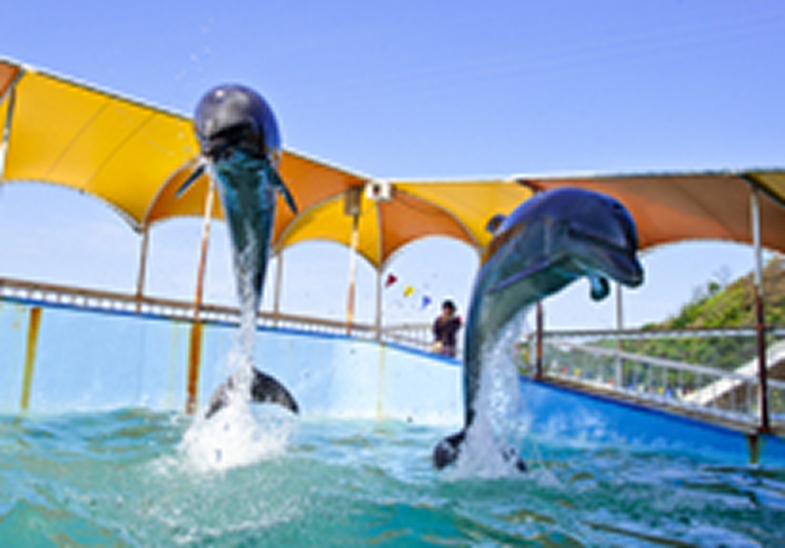 【最大100円割引】鳥羽湾めぐりとイルカ島 遊覧船